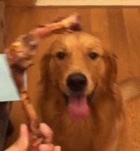 狗狗吃东西中毒症状,狗狗吃东西中毒要多久