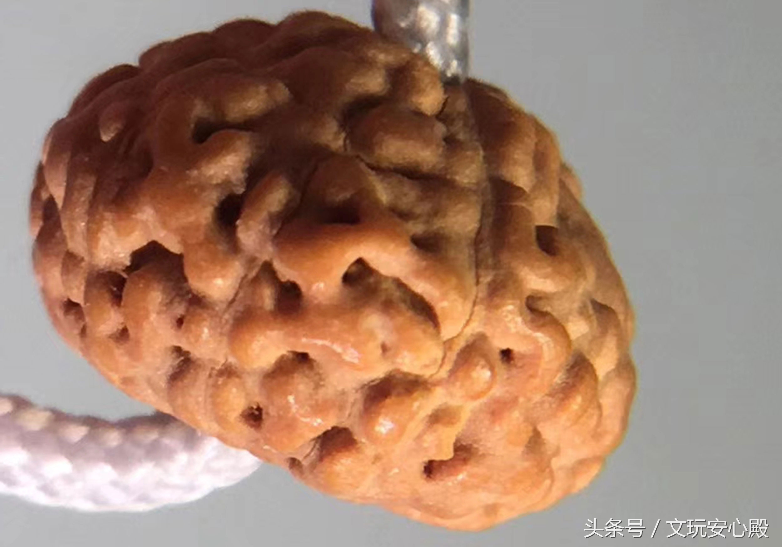 比较热卖的小金刚菩提,菩提小金刚有的黄有的红