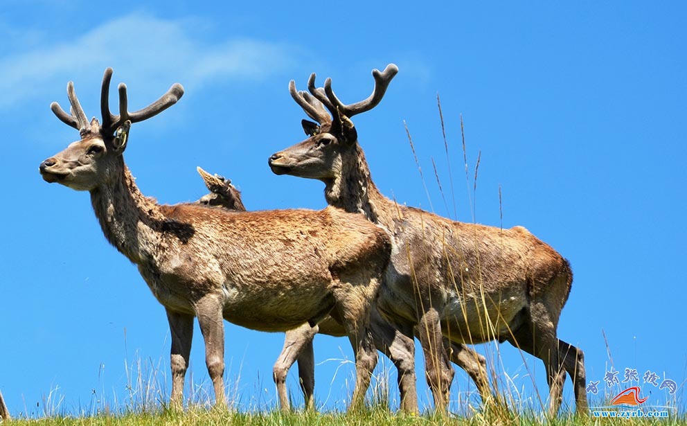肃南马鹿鹿茸农产品,肃南土特产鹿茸