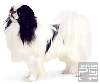 关于世界名狗名犬排行榜,世界名犬狗的品种大全