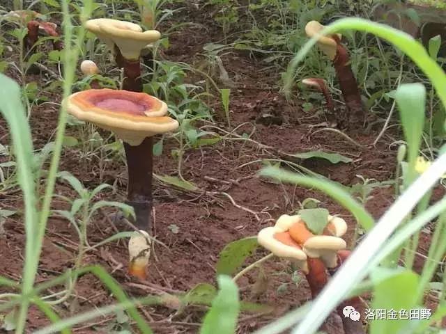 嵩县灵芝种植,嵩县何村蛮峪岭