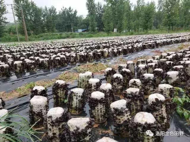 嵩县灵芝种植,嵩县何村蛮峪岭