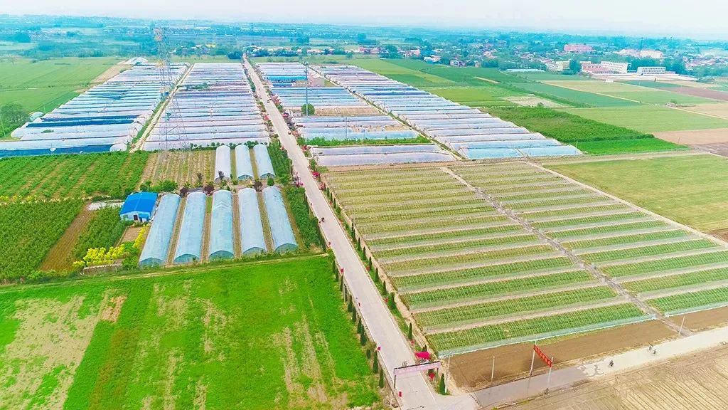 孟津袖珍西瓜多少钱,孟津袖珍西瓜新品种