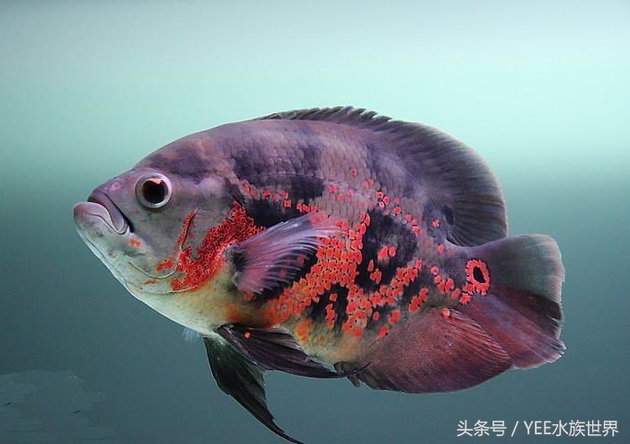 观赏鱼扁扁的趴在缸底叫啥,观赏鱼在13度水温趴缸