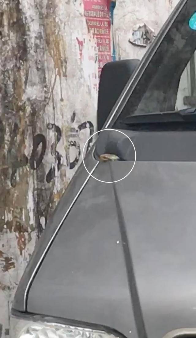 本溪路边发现蛇,本溪蛇事件