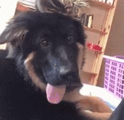 小德牧卖萌撒娇,小德牧向主人撒娇抱抱