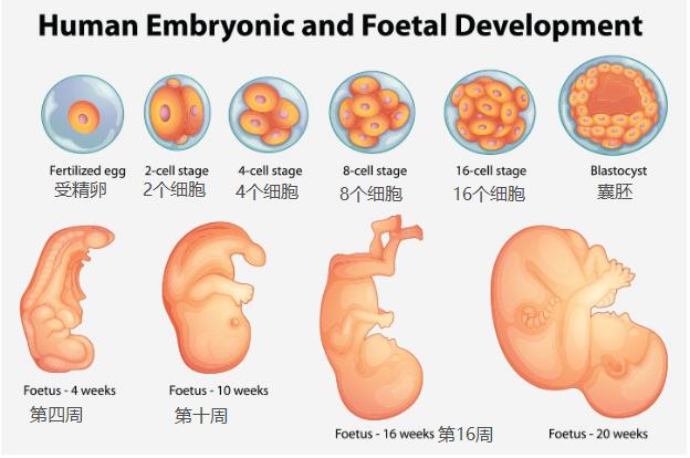 妈妈！我在您肚子里很舒服，快来了解我每周的发育吧！