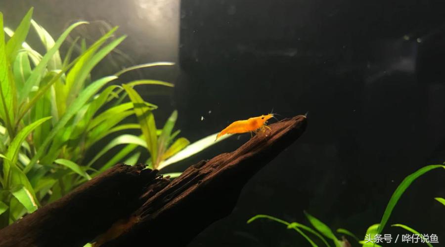 观赏虾观赏鱼,玩观赏鱼的阶段