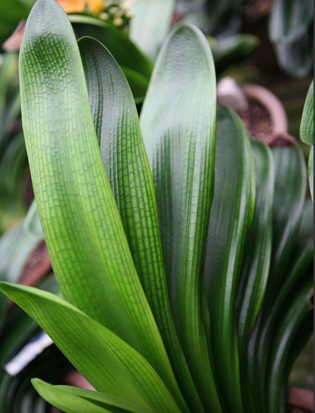 君子兰养护开花不夹箭的方法,君子兰开始冒花箭该如何养护