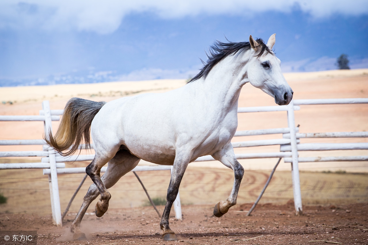 生肖马与哪个生肖配对呢,生肖马和十二生肖的情感终极配对