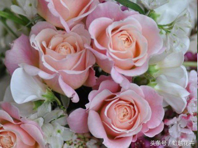 自带女性温柔与婉约的河本月季，让方寸阳台也能美丽非凡