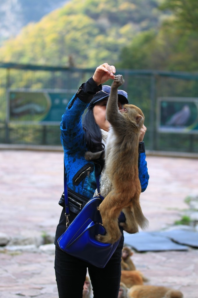 黄果树大瀑布河南,河南焦作黄果树瀑布