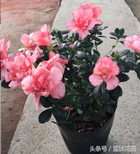 杜鹃花叶尖发黑怎么处理,杜鹃花叶尖发黑需要修剪吗