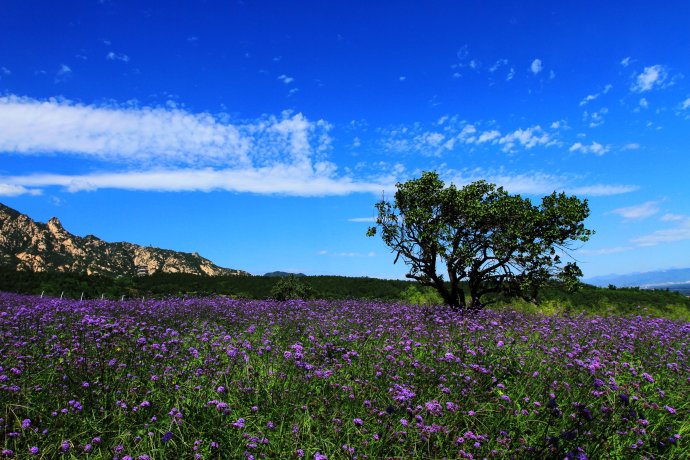 北京的普罗旺斯庄园,薰衣草庄园的浪漫之旅
