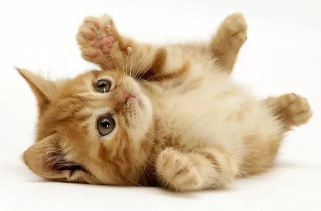 铲屎官喂猫技巧,喵星人铲屎官必备