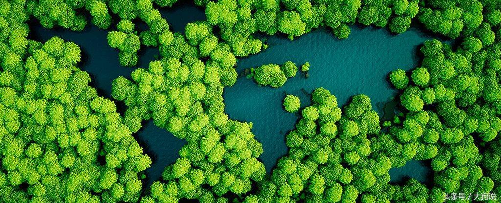 地球森林大面积减少视频,地球森林面积增加一倍会怎么样