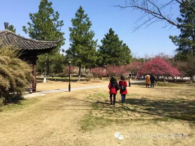 义乌江滨绿廊景点,义乌江滨绿廊公园绣球花