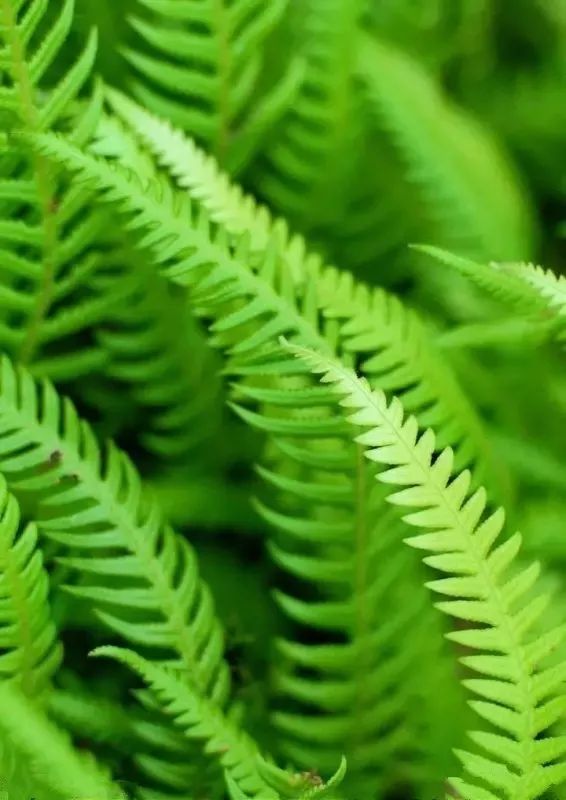 微信聊天护眼背景图高清大图,护眼背景图微信聊天背景