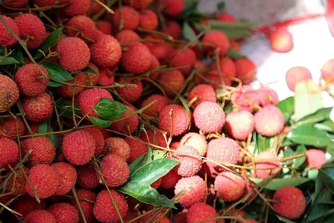 百年荔枝树广西,百年香荔树出售