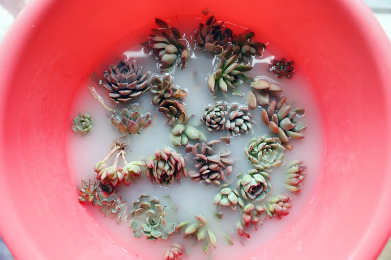 怎样才能把多肉植物养好,多肉植物要怎么种