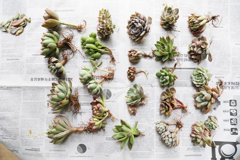 怎样才能把多肉植物养好,多肉植物要怎么种