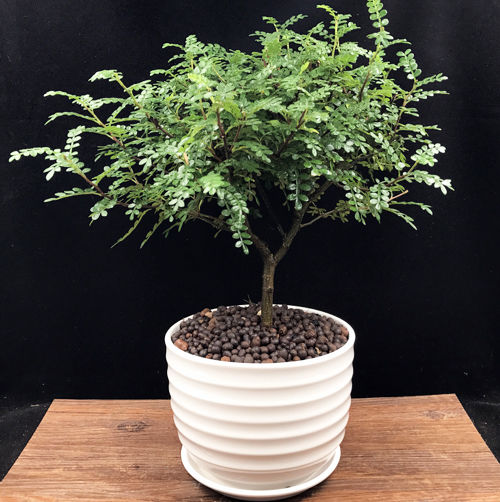 防蚊植物什么盆栽驱蚊子最有效,适合夏天驱蚊的盆栽