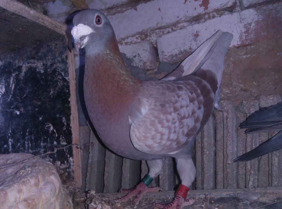 鸽子受惊不归巢怎么办,怎么才能让鸽子特别恋巢
