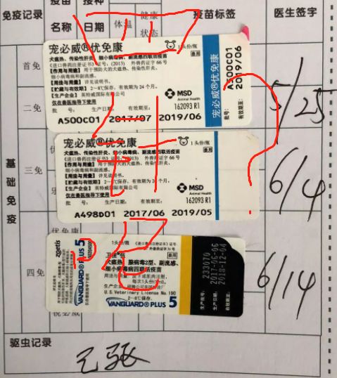 打完三针疫苗的拉布拉多,幼犬三针疫苗里面有没有细小疫苗