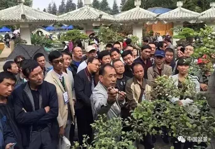 盆景欣赏一枝一叶,一组双杆盆景作品欣赏