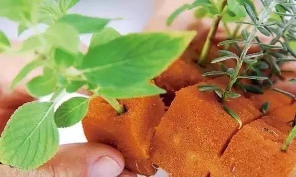 闲时种花草,夏天种几盆薄荷