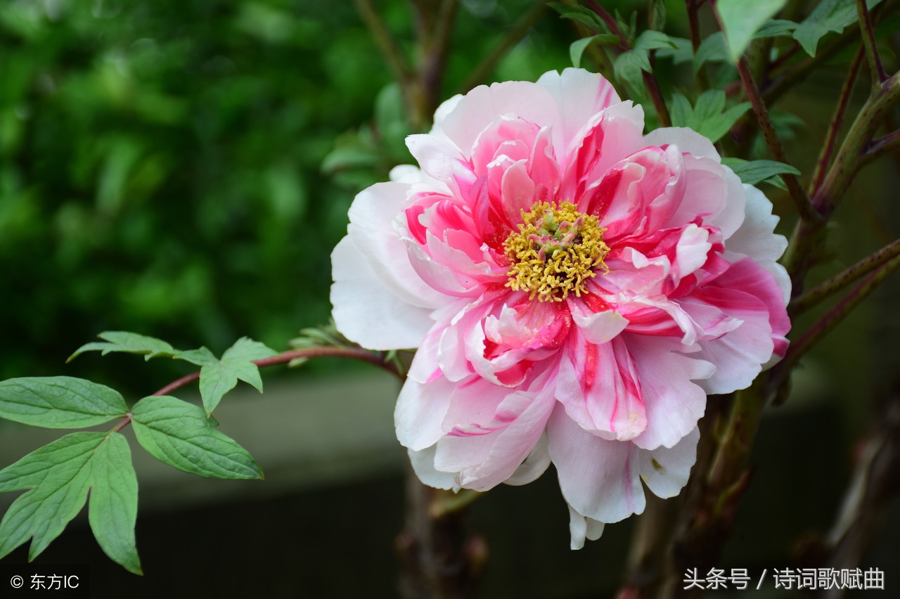 双调六十二字词牌,双调六十二字的词牌