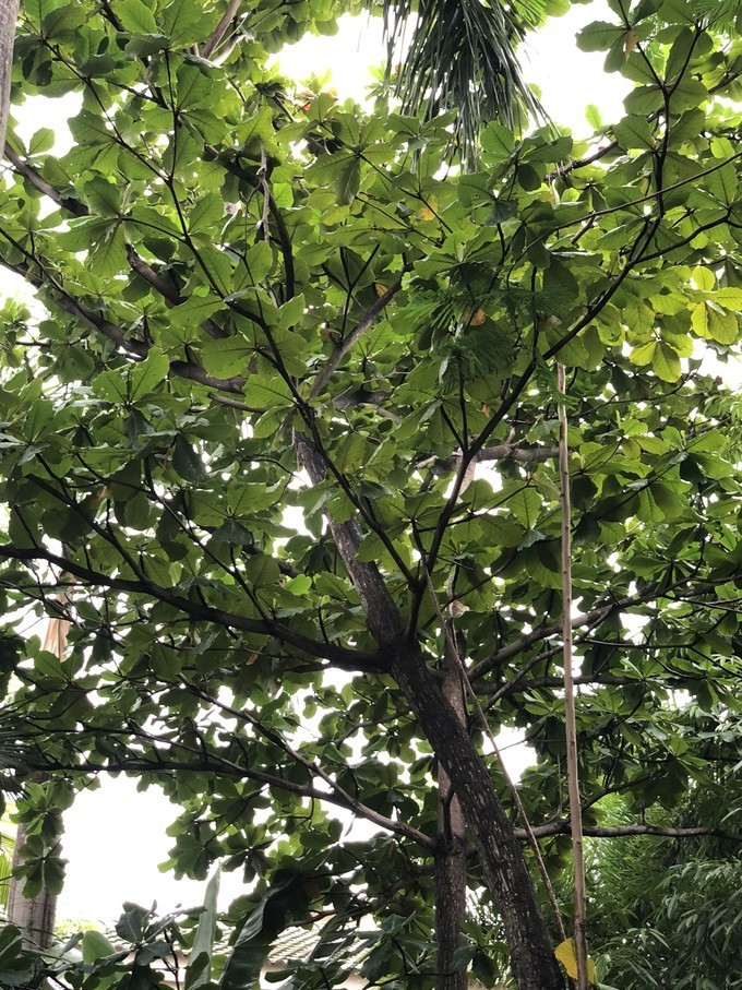 带你到三亚感受不一样的美食美景,三亚之行怎能错过这些美食和美景