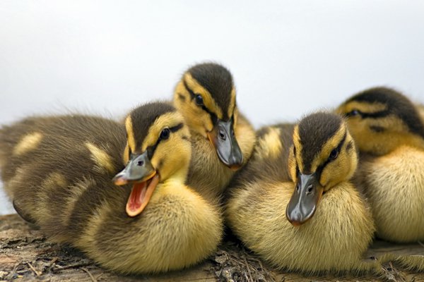 常见鸭病的防治方法有哪些,鸭病防治知识及方法