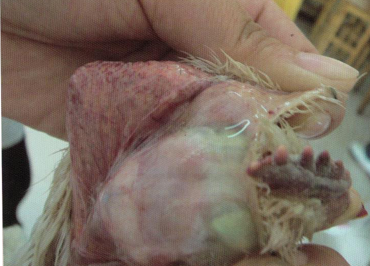 鹌鹑禽流感解剖图,鸡患禽流感症状及图片