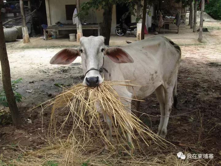 柬埔寨人真实生活视频,柬埔寨普通人生活的图片