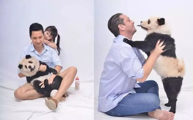 各国网友吐槽美国养大熊猫,国外养熊猫有多受欢迎