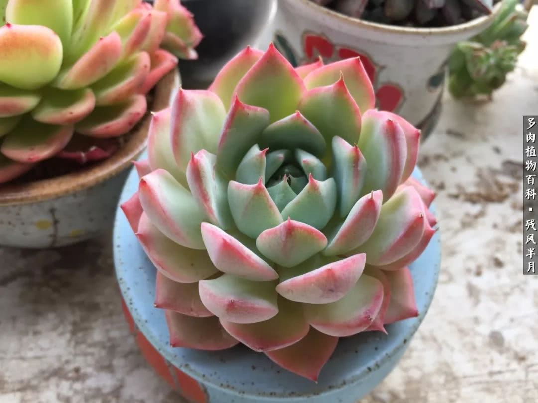 在多肉中治愈生活,养多肉生活中的快乐源泉