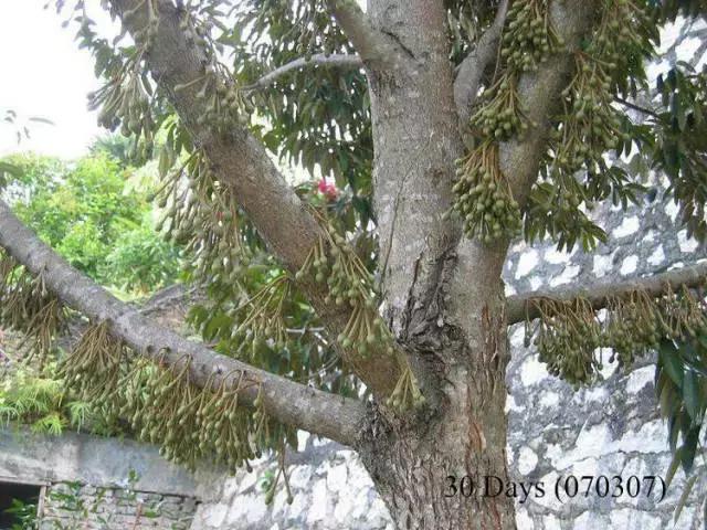 榴莲生长全过程,榴莲的生长全过程见证