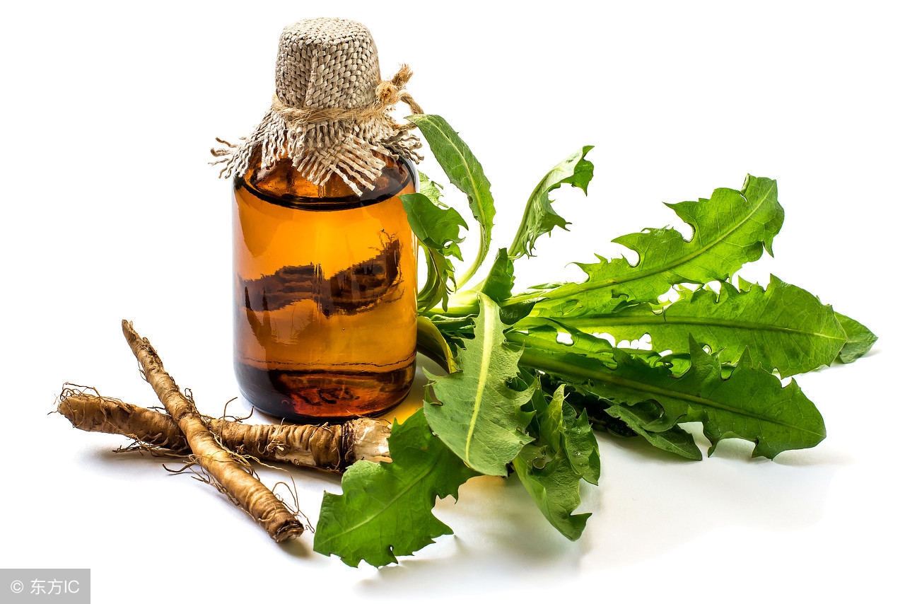 消炎！鱼腥草和蒲公英谁的功效大？