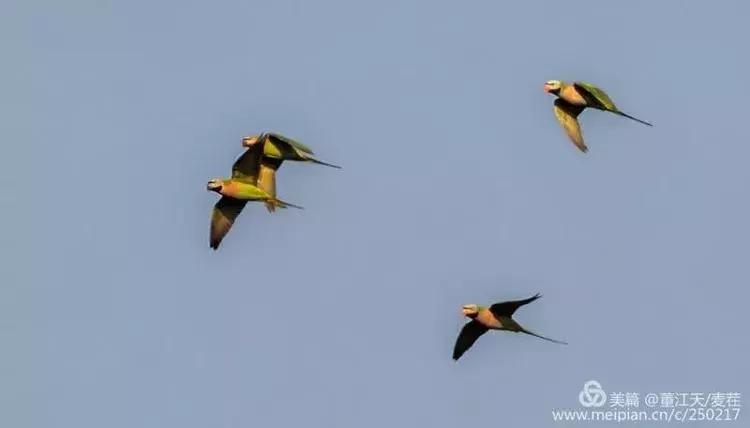 滇西拍鸟攻略,滇西观鸟的图片