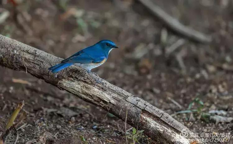 滇西拍鸟攻略,滇西观鸟的图片