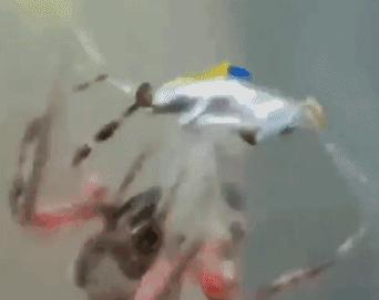 内马尔玩花式足球被揍,内马尔花式足球被揍