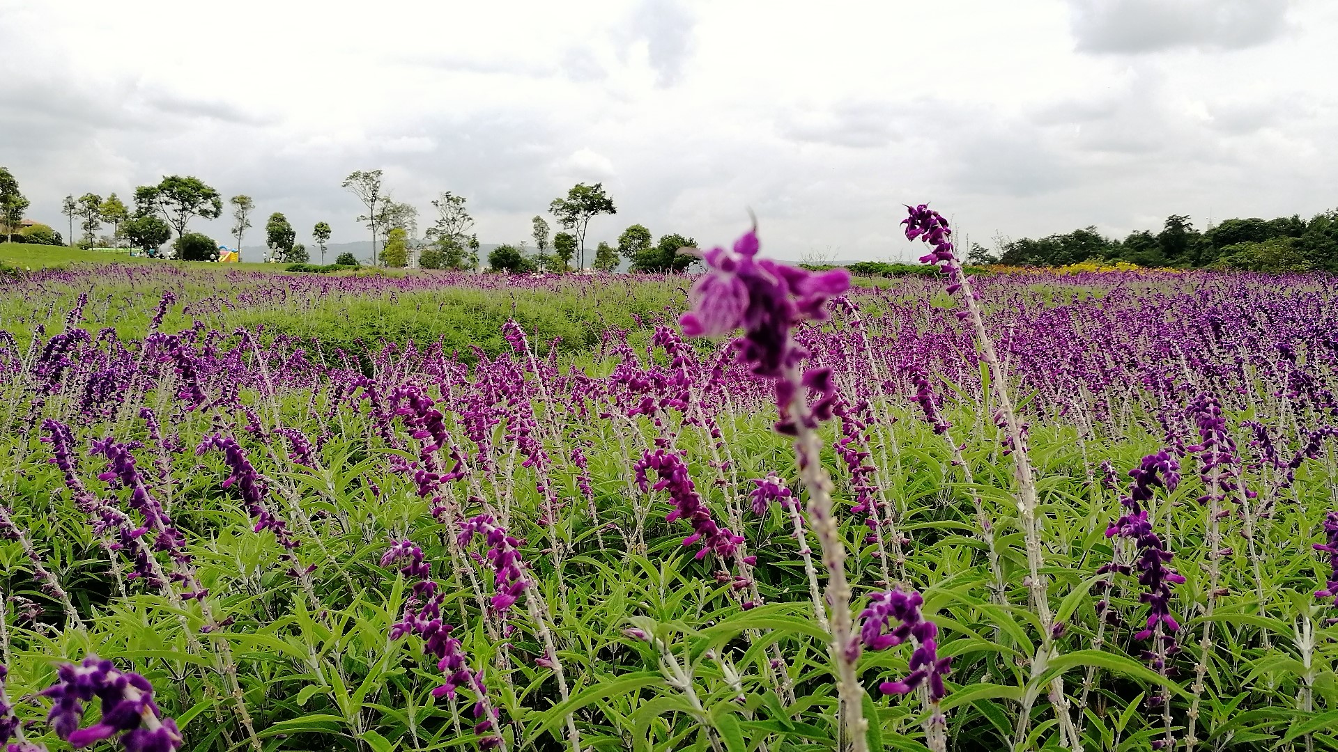 看花海，泡温泉，吃美食，这样的度假风你爱不爱？