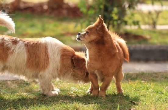 狗子见狗子，为何用“菊部”打招呼