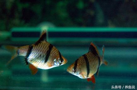 怎么养斗鱼孔雀鱼最好呢,孔雀鱼和斗鱼混养怎么养