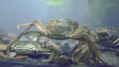 六月黄的阳澄湖大闸蟹,六月黄阳澄湖大闸蟹鲜活上市