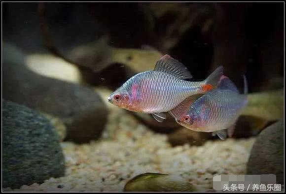 夏季防蚊小妙招赶紧收藏,鱼池夏天怎么驱蚊