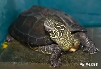 养龟的100种常见问题,新手养龟常见的坏习惯与坏心态