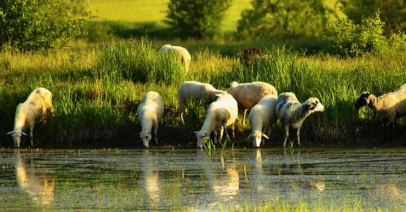 冰岛补水美白面膜,波兰面膜