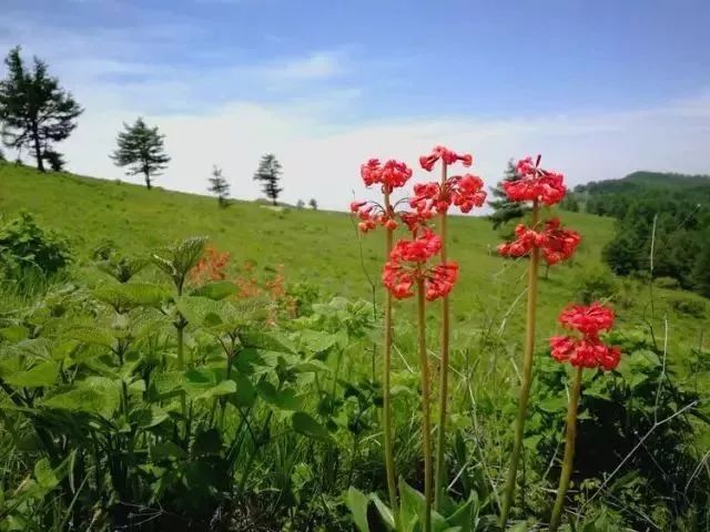 云顶草原花海,驼梁云顶草原风景